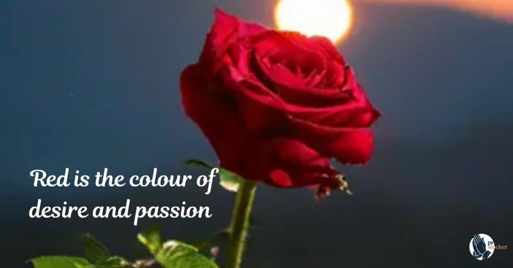 The Meaning Behind Red: A Colour That Speaks Without Words
